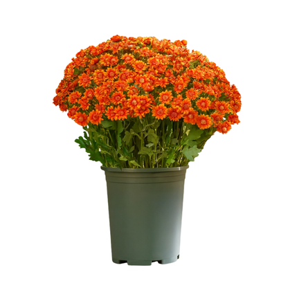🌼- Fleurs artificielles : chrysanthèmes d'extérieur imitant un coucher de soleil - résistants aux UV, imperméables, résistants au vent