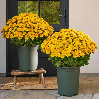 🌼- Fleurs artificielles : chrysanthèmes d'extérieur imitant un coucher de soleil - résistants aux UV, imperméables, résistants au vent